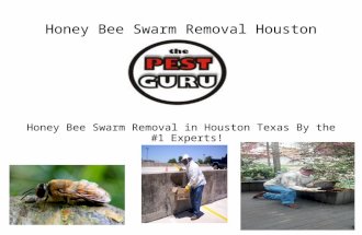 Honey Bee Swarm Removal | Houston | 832-464-4119
