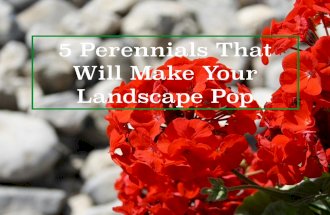 Angelo Di Meglio: 5 Perennials that Make Your Landscape Pop