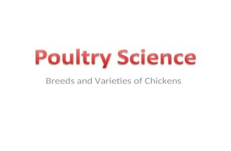 POULTRY BREEDS