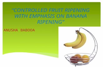 bananaripening-121007030314-phpapp02