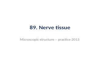 89. Nerve tissue Microscopic structure – practice 2013.