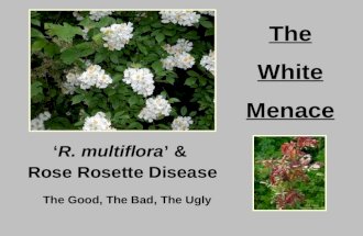 ‘R. multiflora’ & Rose Rosette Disease The Good, The Bad, The Ugly The White Menace.