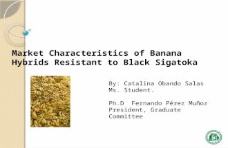 Market Characteristics of Banana Hybrids Resistant to Black Sigatoka By: Catalina Obando Salas Ms. Student. Ph.D Fernando Pérez Muñoz President, Graduate.