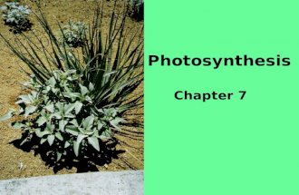 Photosynthesis Chapter 7. Photo means light; synthesis means “to put together”. Plants make glucose from CO2, H2O and some other elements, mainly N, P,