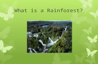 What is a Rainforest?. A rainforest is a forest of tall trees in an area with year round warm weather and lots of rain.