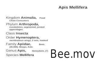 Kingdom Animalia, Food Chain Consumers Phylum Arthropoda, exoskeleton, segmented, jointed appendages Class Insecta Order Hymenoptera, membranous wings,