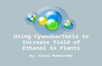 Using Cyanobacteria to Increase Yield of Ethanol in Plants By: Vishal Mummareddy.
