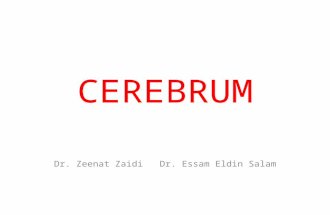 CEREBRUM Dr. Zeenat Zaidi Dr. Essam Eldin Salam. Objectives At the end of the lecture, the student should be able to:  List the parts of the cerebral.