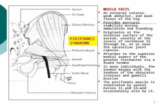 1 MUSCLE FACTS  An external rotator, weak abductor, and weak flexor of the hip  Provides postural stability during ambulation and standing  Originates.