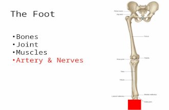 The Foot Bones Joint Muscles Artery & Nerves. Superficial veins.