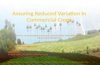 Assuring Reduced Variation in Commercial Crops (In vitro mass propagation experiences from Barbados and Caribbean plant tissue culture laboratories) Plants.