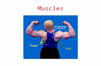 Muscles. Function of Muscle 1.Muscle tissue is responsible for all body movements. This includes body motion as in walking (Skeletal Muscle) but also.