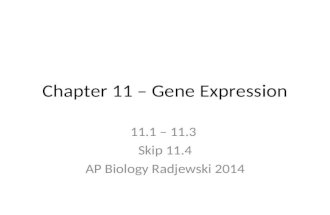 Chapter 11 – Gene Expression 11.1 – 11.3 Skip 11.4 AP Biology Radjewski 2014.