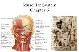 Muscular System Chapter 6. Muscle Tissue Functions Producing body movements Stabilizing body positions Regulating organ volumes –Bands of smooth muscle.