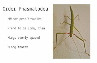 Order Phasmatodea Minor pest/invasive Tend to be long, thin Legs evenly spaced Long thorax.