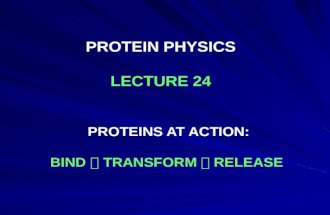 PROTEIN PHYSICS LECTURE 24 PROTEINS AT ACTION: BIND  TRANSFORM  RELEASE.