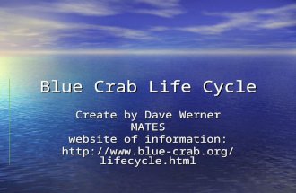 Blue Crab Life Cycle Create by Dave Werner MATES website of information: .