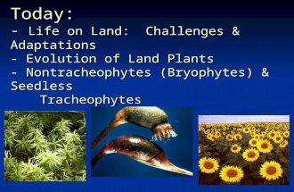 Today: - Life on Land: Challenges & Adaptations - Evolution of Land Plants - Nontracheophytes (Bryophytes) & Seedless Tracheophytes.