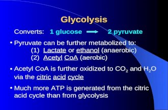 Glycolysis Converts: 1 glucose 2 pyruvate Pyruvate can be further metabolized to: (1) Lactate or ethanol (anaerobic) (2) Acetyl CoA (aerobic) Acetyl CoA.