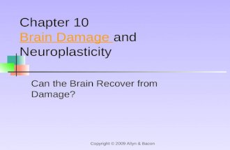 Copyright © 2009 Allyn & Bacon Can the Brain Recover from Damage? Chapter 10 Brain Damage Brain Damage and Neuroplasticity.