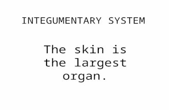 INTEGUMENTARY SYSTEM The skin is the largest organ.