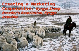 Creating a Marketing Cooperative : Kyrgyz Sheep Breeder's Association, Kyrgyz Republic.