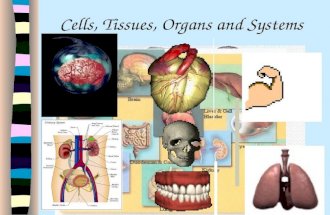 Cells, Tissues, Organs and Systems. Introductory Questions What are the common structures that make up all living things? CELLS What do you think are.