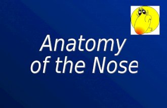 External Nose- Bony External Nose- Cartilaginous.