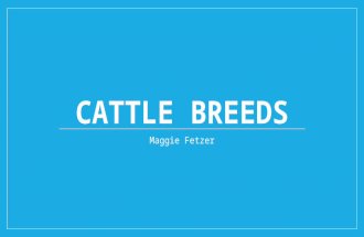 CATTLE BREEDS Maggie Fetzer. Angus- Beef Solid black Lean Slightly muscular Bulls have muscle crest around neck Heifers/ cows very lean Polled (naturally.