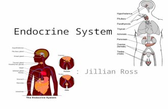 Endocrine System By: Jillian Ross. Endocrine comes from the Greek root “endo” coming from “crinis” meaning secretes. The endocrine system is a group of.