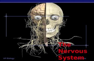 AP Biology 2003-2004 The Nervous System. Regents Biology 2003-2004 Overview ▪ The Nervous System controls and coordinates all the functions of the body.