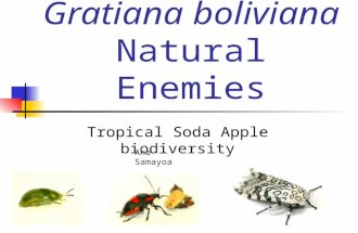 Gratiana boliviana Natural Enemies Tropical Soda Apple biodiversity Ana Samayoa.