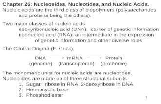 358 Chapter 26: Nucleosides, Nucleotides, and Nucleic Acids. Nucleic acids are the third class of biopolymers (polysaccharides and proteins being the others).