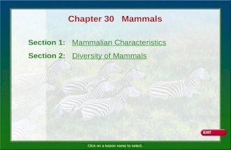 Click on a lesson name to select. Chapter 30 Mammals Section 1: Mammalian Characteristics Section 2: Diversity of Mammals.