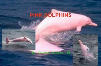 By: Daniel Soutar, 8G. The Indo-Pacific Humpback Dolphin  has a long beak, large melon, and well-rounded flippers. The dorsal fin rests on a 'hump',
