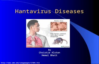 Hantavirus Diseases By Christie Alston Hemal Bhatt .