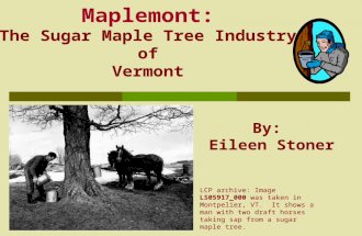 Maplemont: The Sugar Maple Tree Industry of Vermont By: Eileen Stoner LCP archive: Image LS05917_000 was taken in Montpelier, VT. It shows a man with two.