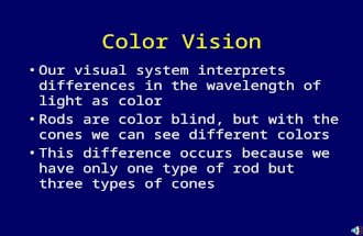 Color Vision Our visual system interprets differences in the wavelength of light as color Rods are color blind, but with the cones we can see different.