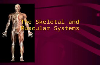 The Skeletal and Muscular Systems. The Skeletal System The bones of the body make up the skeletal system (206 bones in adults) FUNCTION: Bones provide.