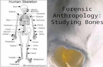 Forensic Anthropology: Studying Bones. Is It Human? Macroscopic differences Baboon femurHuman femur Greater Trocanter Lesser Trocanter Head Medail and.