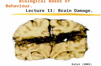 Biological Bases of Behaviour. Lecture 11: Brain Damage. Kalat (2001) p133.