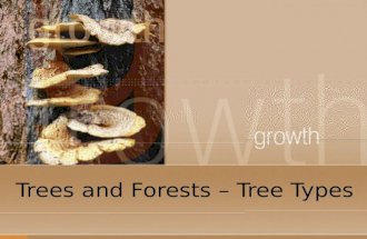 Trees and Forests – Tree Types. Tree Types There are many thousands of different kinds of trees but all true trees are separated into two (2) basic classifications:
