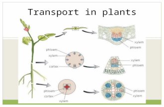 Transport in plants. Transport systems There are two transport systems in a plant; One that transports water and minerals from root to all other parts.