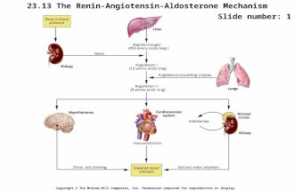 23.13 The Renin-Angiotensin-Aldosterone Mechanism Copyright © The McGraw-Hill Companies, Inc. Permission required for reproduction or display. Slide number: