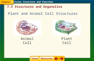 Cellular Structure and Function Animal Cell Plant Cell Plant and Animal Cell Structures 7.3 Structures and Organelles Chapter 7.