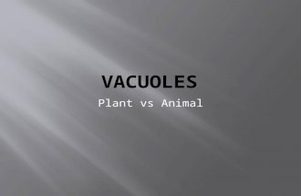 Plant vs Animal.  A large vesicle made from the endoplasmic reticulum and the golgi apparatus  Two types in plant cells  Food vacuoles- formed by.