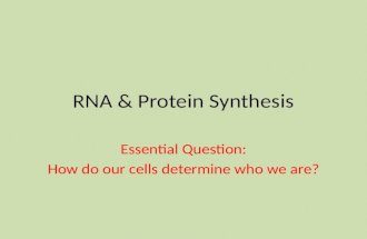 RNA & Protein Synthesis Essential Question: How do our cells determine who we are?