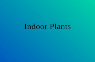 Indoor Plants. Selecting Indoor Plants Indoor potted plants are an important segment of the items for sale in the retail shop.