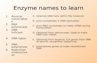 Enzyme names to learn 1.Reverse transcriptase 2.RNA polymerase 3.DNA helicase 4.DNA ligase 5.DNA polymerase 6.Restriction endonuclease A.Unwinds DNA helix.