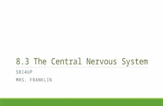 8.3 The Central Nervous System SBI4UP MRS. FRANKLIN.